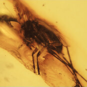 Baltic amber with enclosed insects