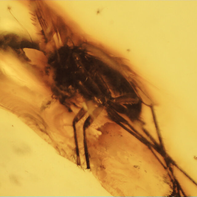 Baltic amber with enclosed insects