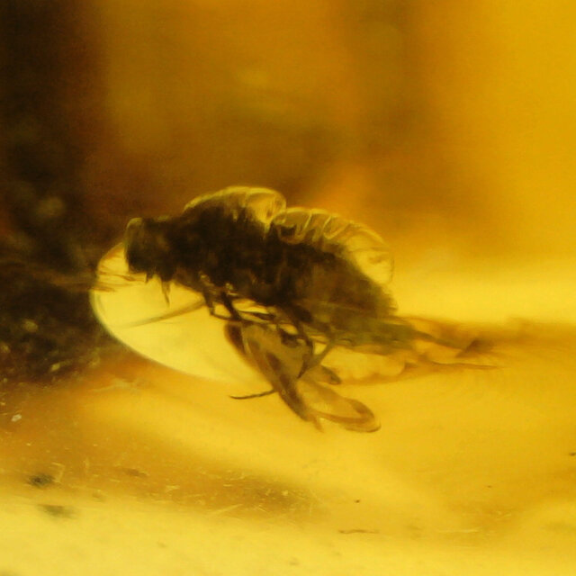 Baltisch Barnsteen met ingesloten insecten