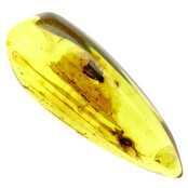 Baltic amber with enclosed insects