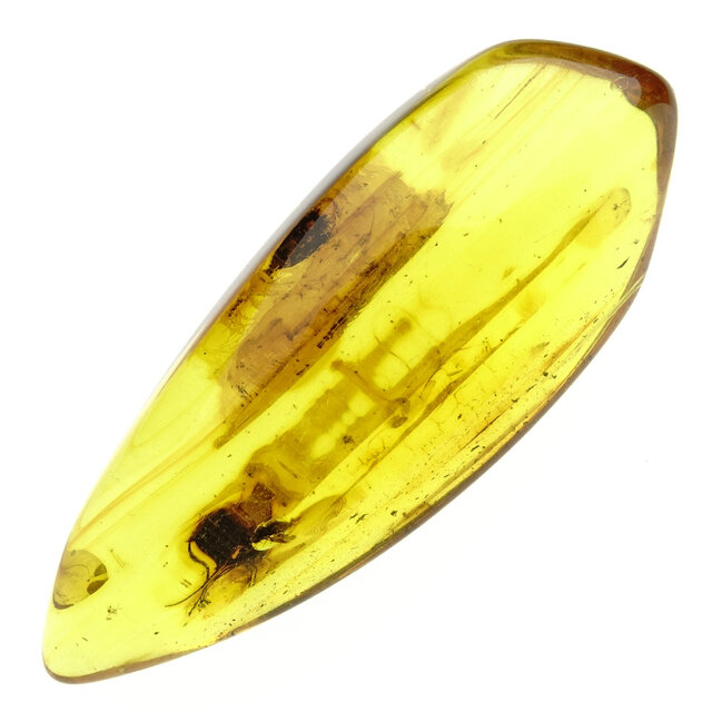 Baltic amber with enclosed insects