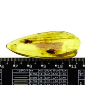 Baltic amber with enclosed insects
