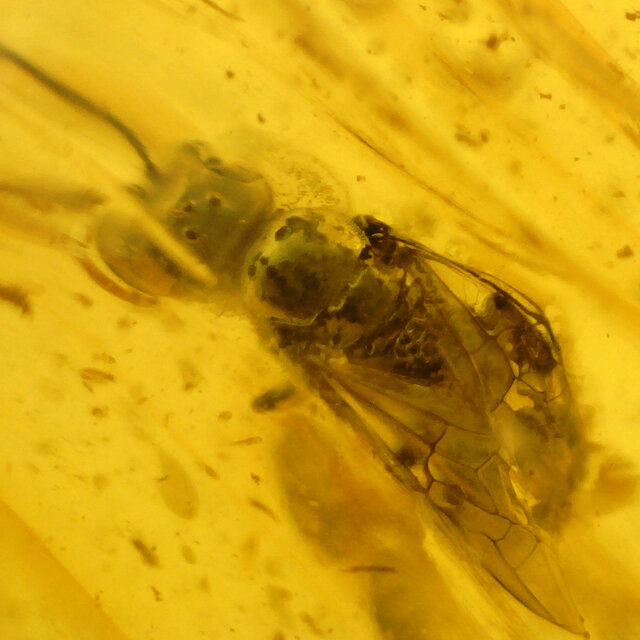 Baltic amber with enclosed insect