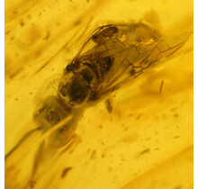 Baltic amber with enclosed insect