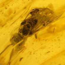 Barnsteen met ingesloten insect