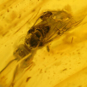 Amber with enclosed insect