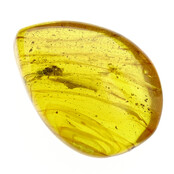 Baltic amber with enclosed insect