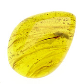 Baltic amber with enclosed insect