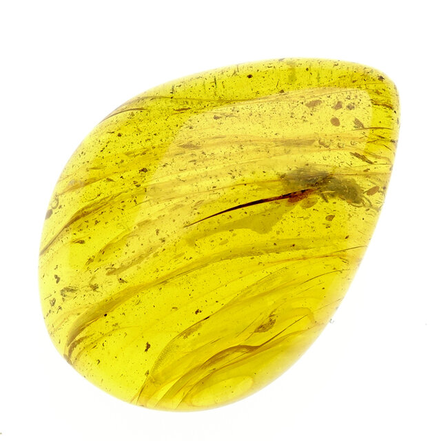 Baltic amber with enclosed insect