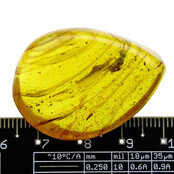 Baltischer Bernstein mit eingeschlossenem Insekt