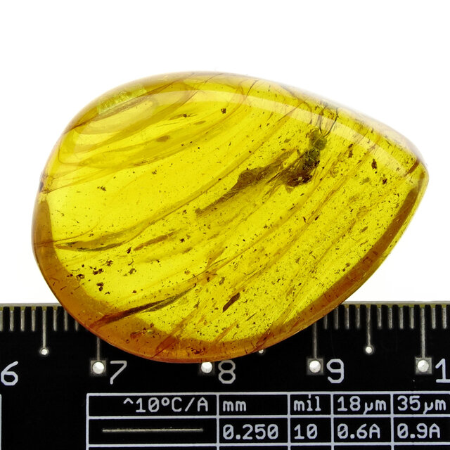 Baltischer Bernstein mit eingeschlossenem Insekt