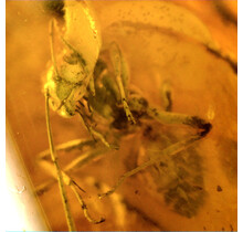 Baltic amber with enclosed fly and mosquito