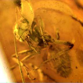 Amber with enclosed insect