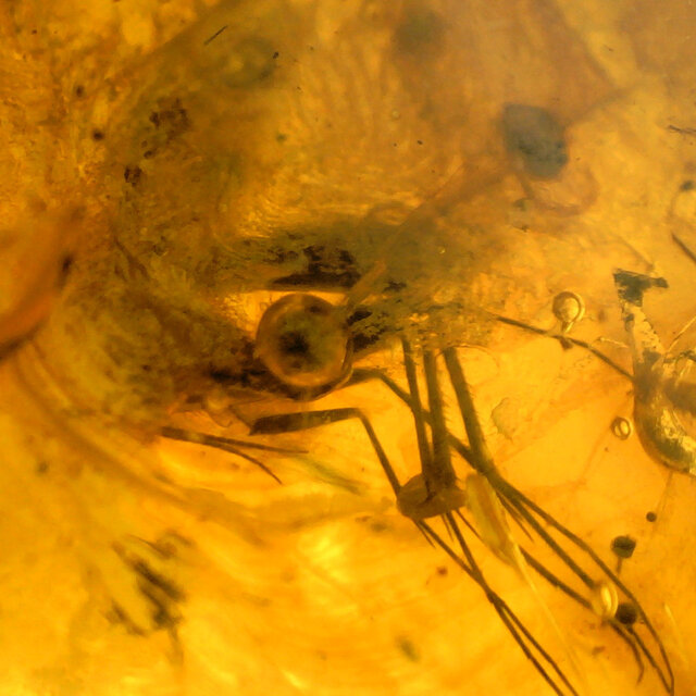 Baltic amber with enclosed fly and mosquito