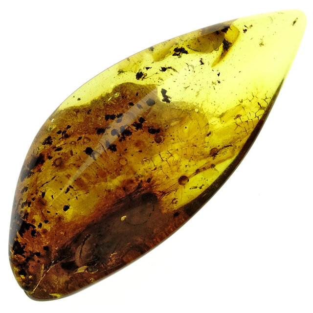Baltic amber with enclosed fly and mosquito