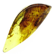 Baltic amber with enclosed fly and mosquito
