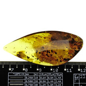 Baltic amber with enclosed fly and mosquito