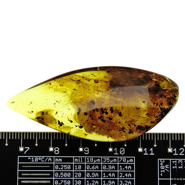 Baltic amber with enclosed fly and mosquito