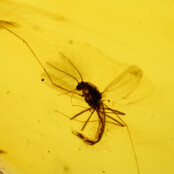 Baltic amber with enclosed mosquito
