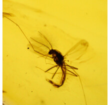 Baltic amber with enclosed mosquito