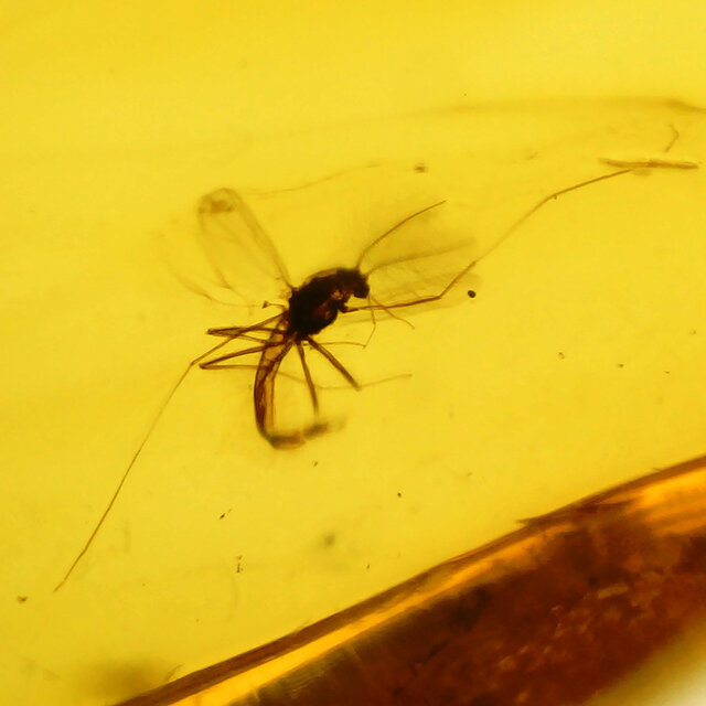Baltic amber with enclosed mosquito