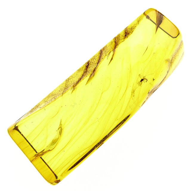 Baltic amber with enclosed mosquito