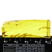 Baltic amber with enclosed mosquito