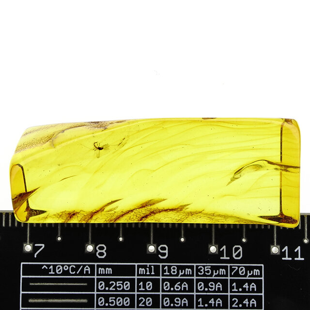 Baltic amber with enclosed mosquito