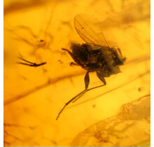 Baltischer Bernstein mit eingeschlossenem Insekten