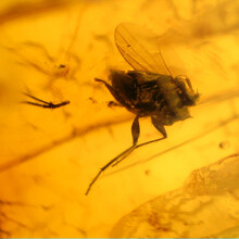 Amber with enclosed insect