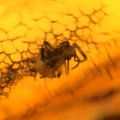 Baltisch Barnsteen met ingesloten insecten