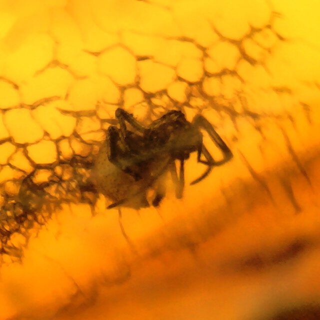 Baltischer Bernstein mit eingeschlossenem Insekten