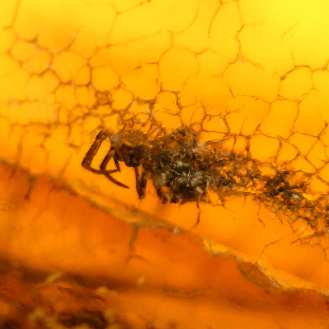 Baltic amber with enclosed insects