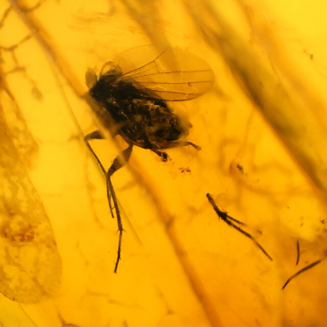 Baltisch Barnsteen met ingesloten insecten