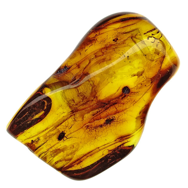 Baltic amber with enclosed insects