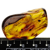 Baltic amber with enclosed insects