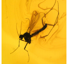 Baltic amber with enclosed mosquito