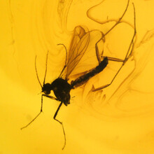 Barnsteen met ingesloten insect