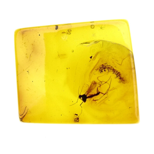 Baltic amber with enclosed mosquito