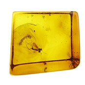 Baltic amber with enclosed mosquito