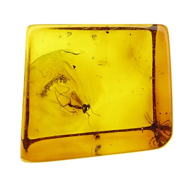 Baltic amber with enclosed mosquito