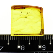 Baltic amber with enclosed mosquito