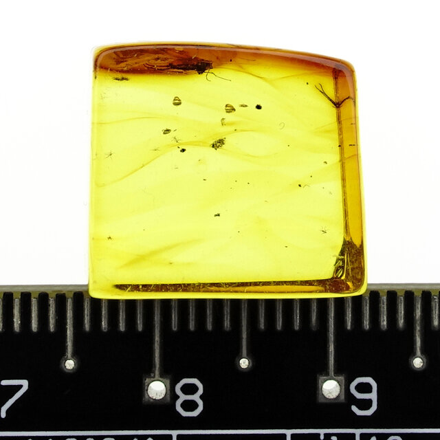 Baltic amber with enclosed mosquito