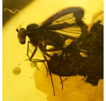 Baltic amber with enclosed fly
