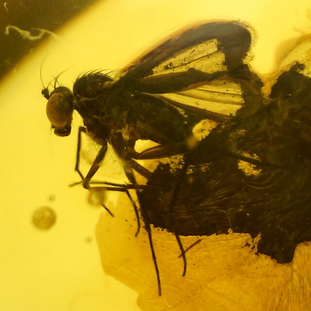 Baltic amber with enclosed fly
