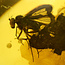 Baltic amber with enclosed fly
