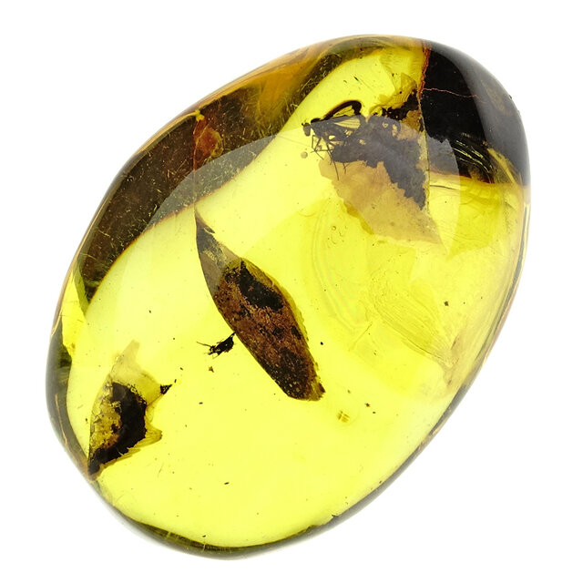 Baltic amber with enclosed fly