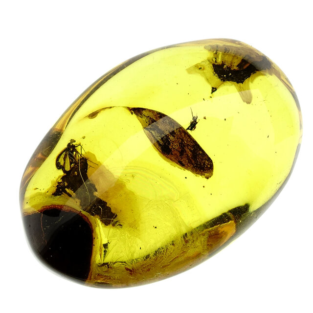 Baltic amber with enclosed fly