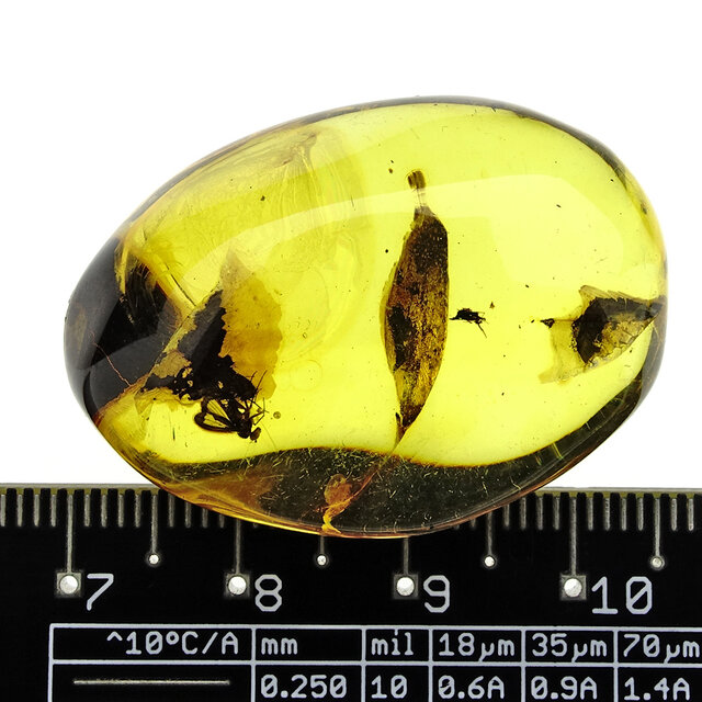 Baltic amber with enclosed fly
