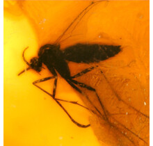 Baltic amber with enclosed mosquito